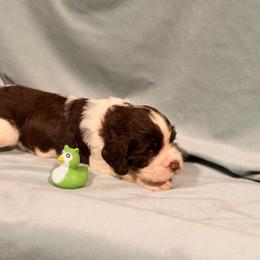 Green boy - Liver white and tan male English Springer Spaniel puppy in Cleburne, Texas from Powers English Springer Spaniels