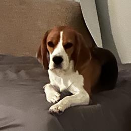 Beagle puppies from Diamond Beagles