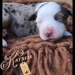Katniss - Price 2150 - Red merle female Miniature Australian Shepherd puppy in Ennis, Texas from God’s Little Aussies