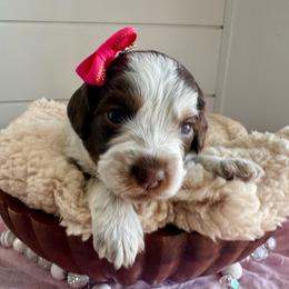 Hestia (hot pink) - Tri-color female Bernedoodle puppy in West Haven, Utah from Harper Haven Cavapoos & Doodles