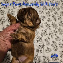 W3B - Sable male Shih Tzu puppy in Havelock, North Carolina from Sugar Paws Heavenly Shih Tzu’s