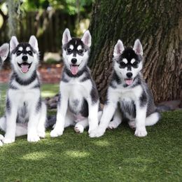 Siberian Husky Puppies from Kardrovi Siberians