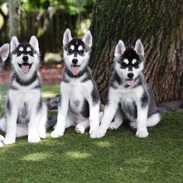 Siberian Husky Puppies from Kardrovi Siberians