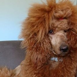 Poodles from Big Stretch