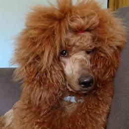 Poodles from Big Stretch