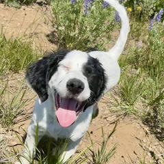 English Setter Puppies from Steens Mountain Setters