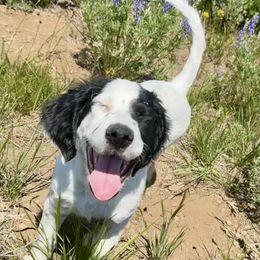 English Setter Puppies from Steens Mountain Setters