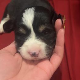 Oakley - White and black male Pembroke Welsh Corgi puppy in Fontanelle, Iowa from Alegandra’s Pembroke Welsh Corgis