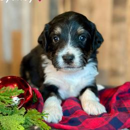 Sydney - Black tri-color female Aussiedoodle puppy in Lancaster, Minnesota from Finney Ranch