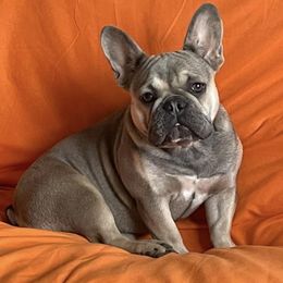 French Bulldogs from Rhythm Run Frenchies