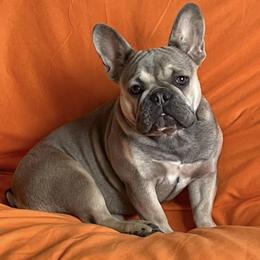 French Bulldogs from Rhythm Run Frenchies