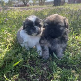 Pekingese Puppies from Ashlyn's Pups