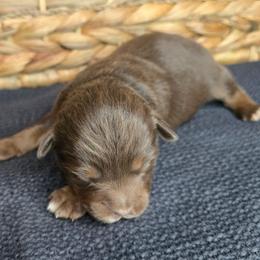 James Dean - Red tri male Miniature Australian Shepherd puppy in Paris, Texas from Blue Envy Mini Aussies