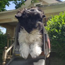 Maverick - Parti male Yorkshire Terrier puppy in Mattoon, Illinois from Strohlz Yorkies