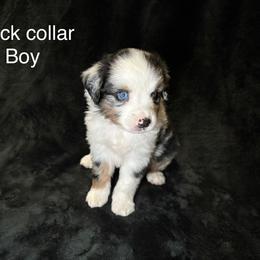 Miniature American Shepherd Puppies from Kayla Tarver
