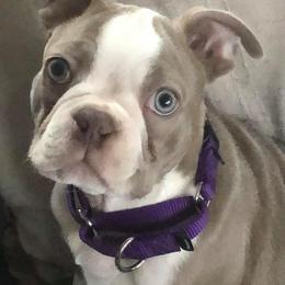 Boston Terrier Puppies from Lola’s House of Bostons & Rescue