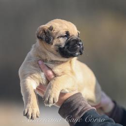 Hera - Fawn female Cane Corso puppy in Cable, Ohio from Americana Cane Corso