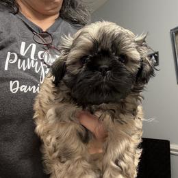 Chance - Tricolor male Shih Tzu puppy in Boiling Springs, South Carolina from Sherry Whiteside's Shih Tzus