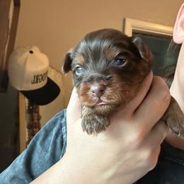 Choc 3 - Chocolate and tan male Yorkshire Terrier puppy in Sterling, Colorado from Yorkies