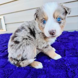 Blaze - Red merle male Australian Shepherd puppy in Charlotte, North Carolina from Awesome Aussies