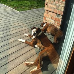 Boxer Puppies from Serenity Boxers