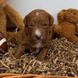 Blitz- Yellow Collar - Red  male Goldendoodle puppy in Cape Coral, Florida from Nay Nays Mini Doodles