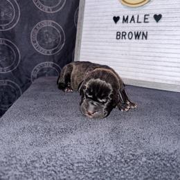 Brown Collar - Black brindle male Cane Corso puppy in Snellville, Georgia from A Really Good Kennel