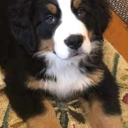 Bernese Mountain Dogs from Adirondack Berners (CLOSED)