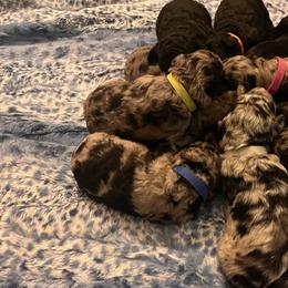 Aussiedoodles from Pawsitively Doodles