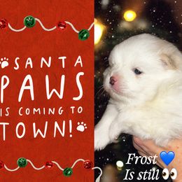 Frost - Cream parti male Pomeranian puppy in Odessa, Texas from Cherry's Poms