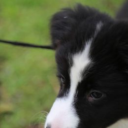 Border Collies from DAKOZEN