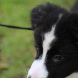 Border Collies from DAKOZEN