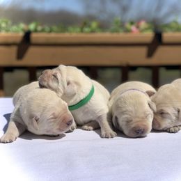 German Shepherd and Labrador Retriever Puppies from DogSmith Purebreds