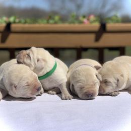 German Shepherd and Labrador Retriever Puppies from DogSmith Purebreds