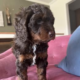 Bonnie Blair - female Australian Mountain Doodle puppy in Greenville, Ohio from Woodbriar Wags