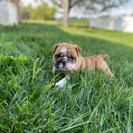 Bulldog Puppies from Winehaus Bulldogs