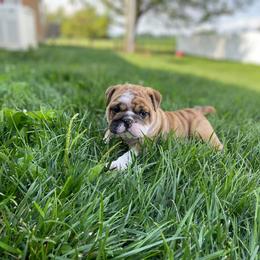 Bulldog Puppies from Winehaus Bulldogs