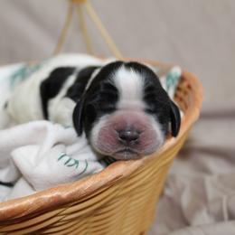 Cypress - Black and white female English Springer Spaniel puppy in Lexington, South Carolina from House Tiner Springers