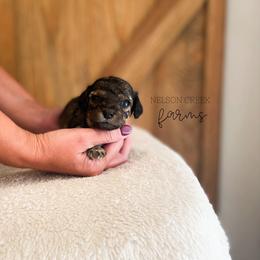 Mozzarella - Black & tan female Maltipoo puppy in Huntsville, Texas from Nelson Creek Farms