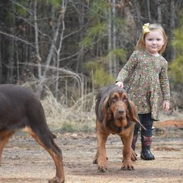 Bloodhound Puppies from Blue Collar Kennelz Bloodhounds and American Bullies