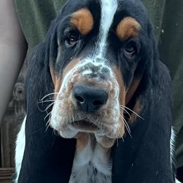 Basset Hounds from Blue Coast Bassets