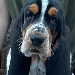 Basset Hounds from Blue Coast Bassets