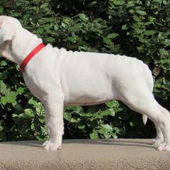 Dogo Argentino and Greyhound Puppies from Wayward Kennels