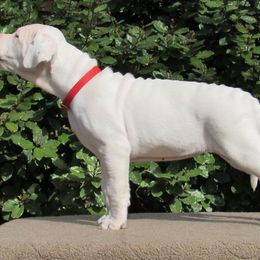 Dogo Argentino and Greyhound Puppies from Wayward Kennels
