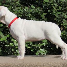 Dogo Argentino and Greyhound Puppies from Wayward Kennels