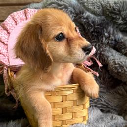 Peppa - Red female Dachshund puppy in Sumrall, Mississippi from Huckleberry Tails