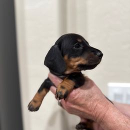 Hook - Black and tan male Dachshund puppy in Las Vegas, Nevada from Desert Dachshunds