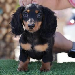Pink boy - Black and tan male Dachshund puppy in Lancaster, California from Avignon