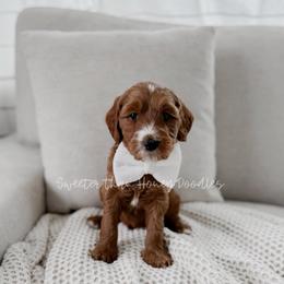 Oh Bother - Red  male Goldendoodle puppy in Roanoke Rapids, North Carolina from Sweeter than Honey Doodles