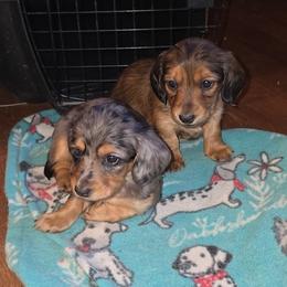 Dachshund Puppies from Tayten Roen